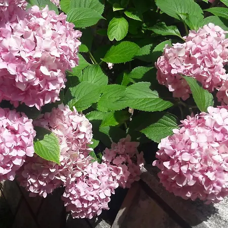 Marija 아파트 포레치